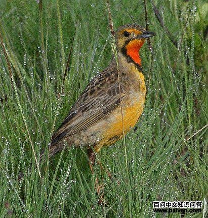 橙喉长爪鹡鸰 橙喉长爪鹡鸰的图片