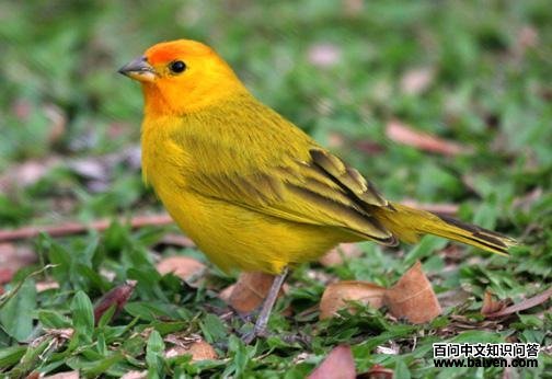 �Ȼ�ȸ�c��ͼƬ