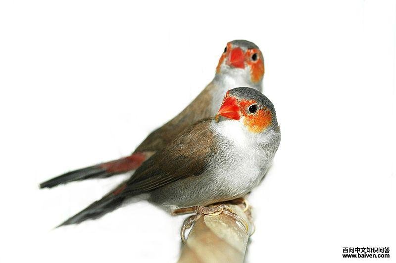 �ȼ�÷��ȸ��ͼƬ