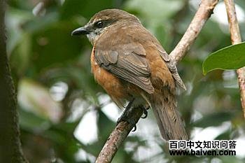 橙鹃鵙 橙鹃鵙的图片