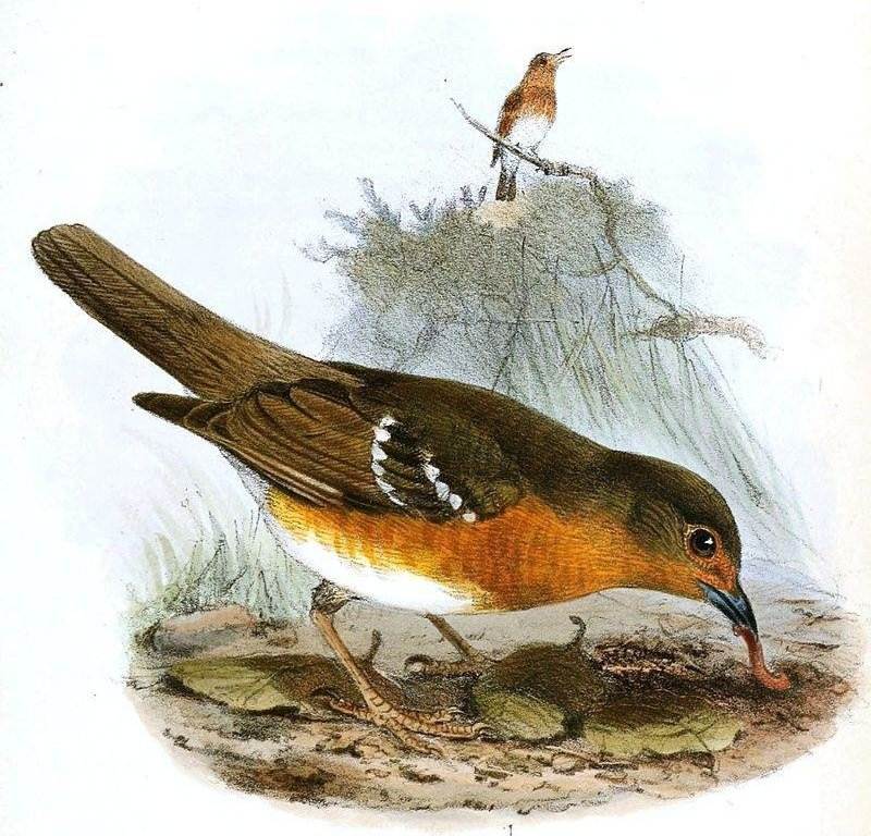 ��ɫ����ͼƬ