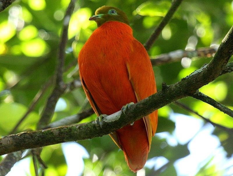 ��ɫ����ͼƬ