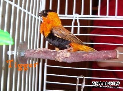 ��ɫ֯ȸ��ͼƬ