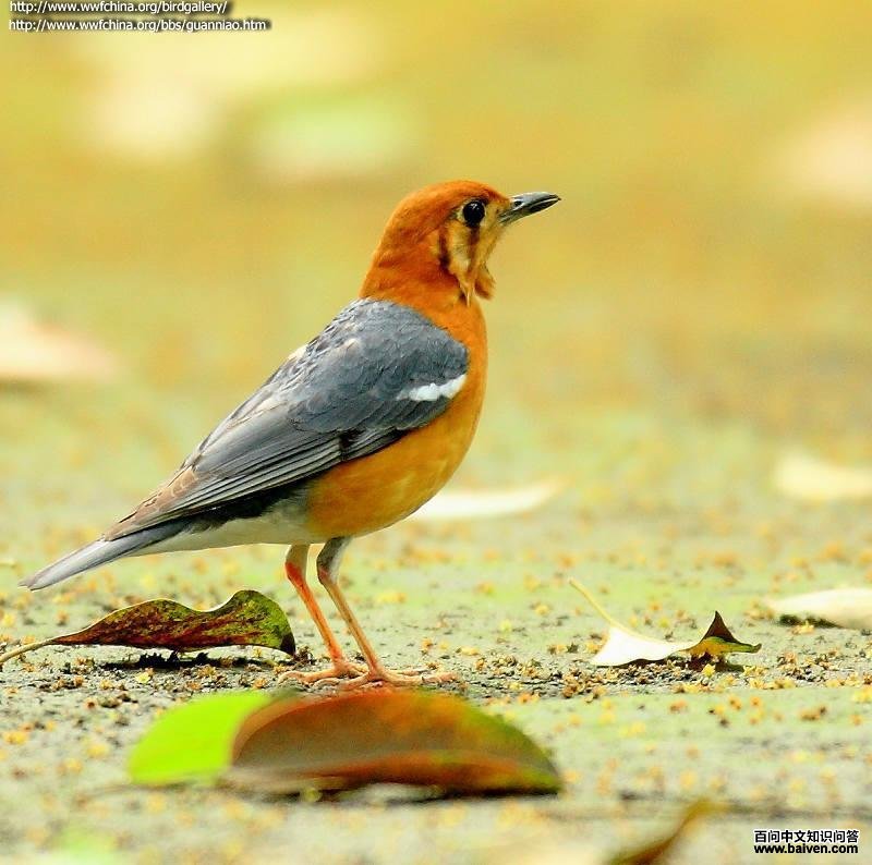 ��ͷ����ͼƬ