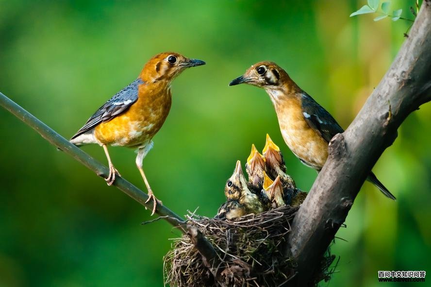 ��ͷ�������