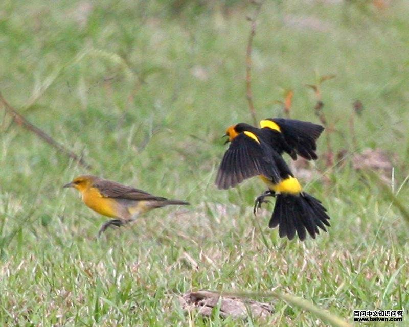 橙头黑鹂 橙头黑鹂的图片