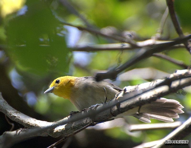 橙头灰背雀 橙头灰背雀的图片