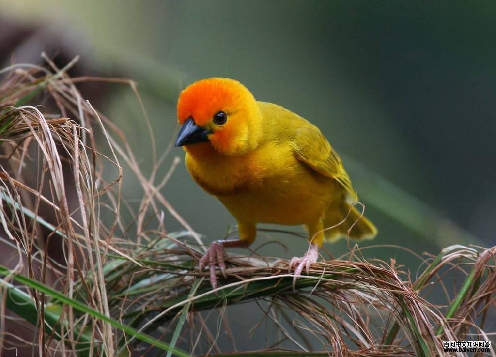 ��ͷ��֯ȸ��ͼƬ