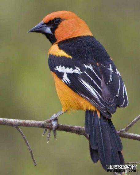 ��ͷ����ͼƬ