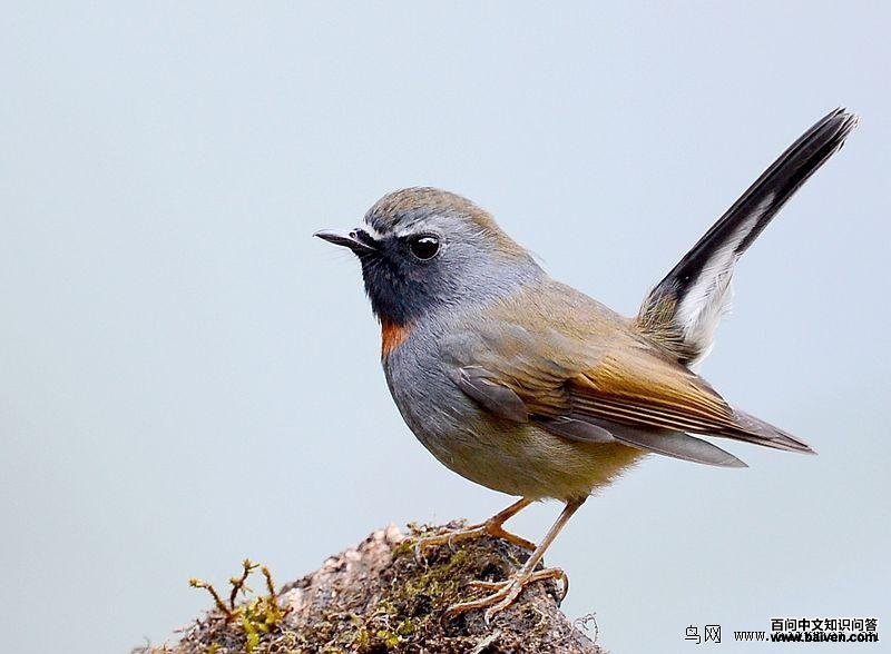 ���ؼ��l��ͼƬ