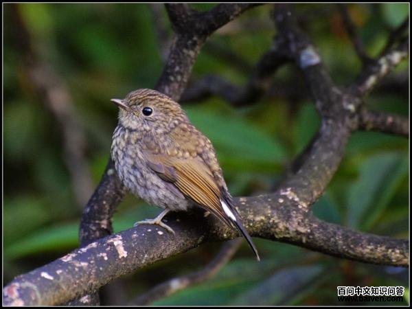 ���ؼ��l����