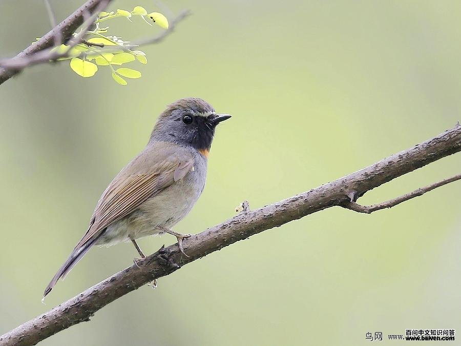 ���ؼ��l����Ӱ�ɶ�������