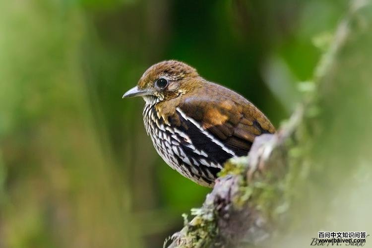 短尾蚁鸫 短尾蚁鸫的图片