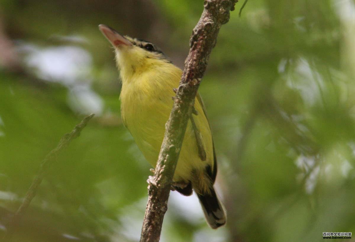 ��β�ư��l��ͼƬ