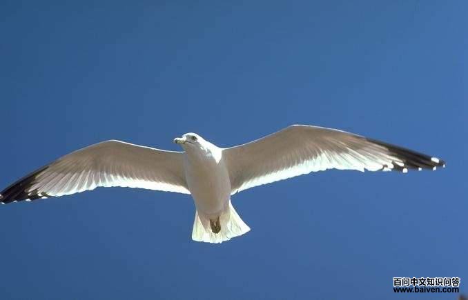 ��β������