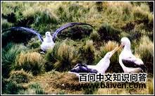 ��β������