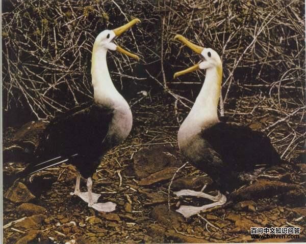 ��β������