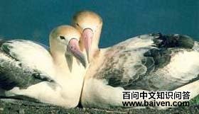 ��β������