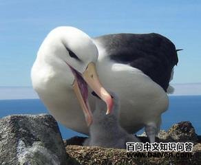 ��β������