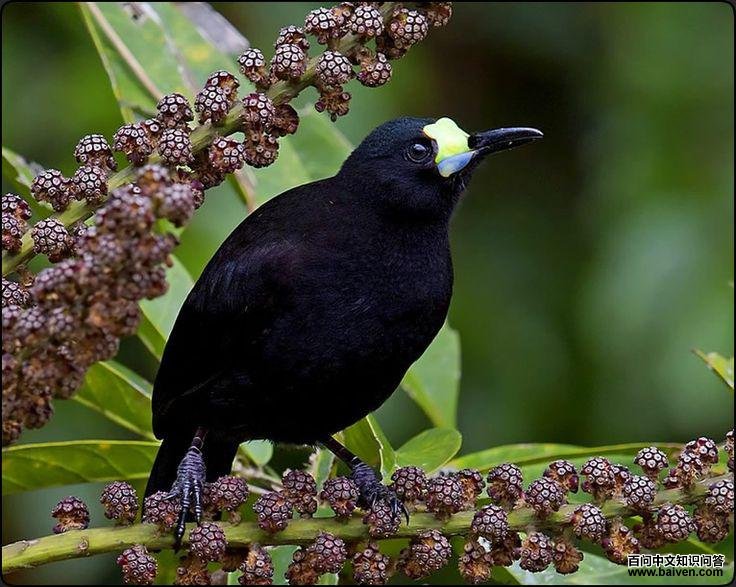 短尾肉垂风鸟 短尾肉垂风鸟的图片