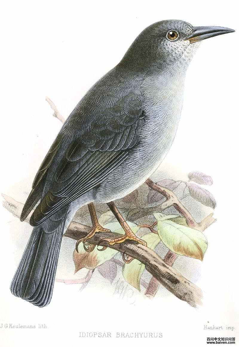 短尾雀鹀 短尾雀鹀的图片