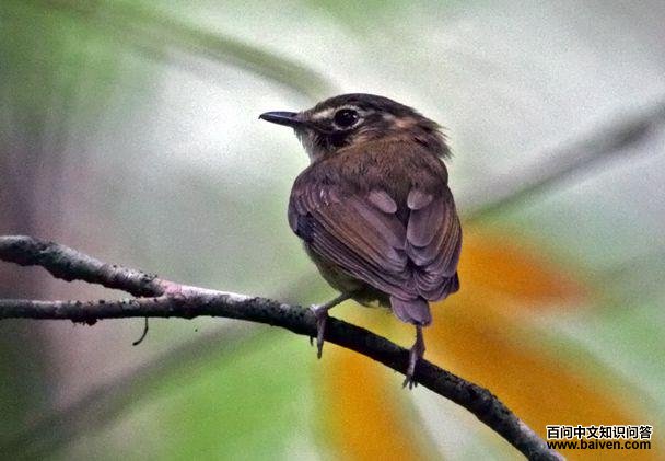 ��β����ȸ