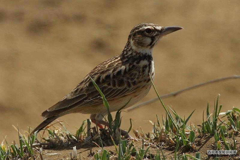 短尾百灵 短尾百灵的图片