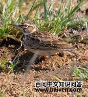 ��β����