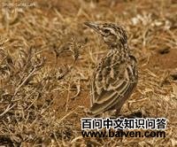 ��β����