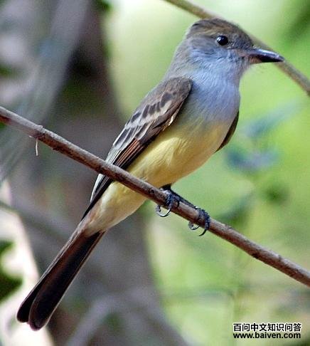 �̹�Ӭ���l��ͼƬ