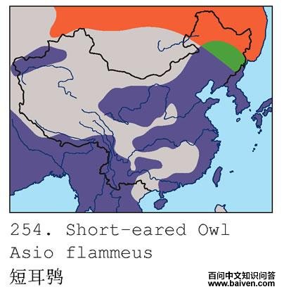 短耳鸮的拼音、生活习性、地理分布、生长