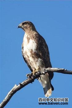 �̳��\��ͼƬ