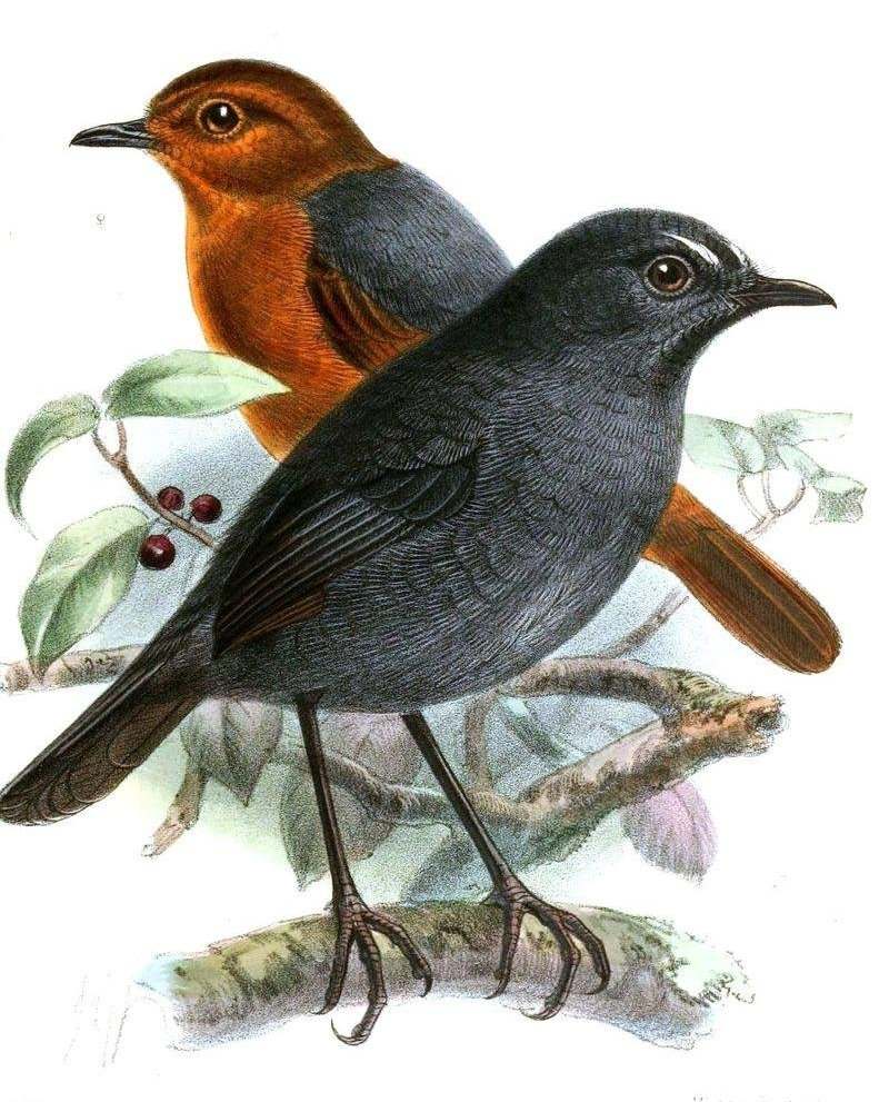 短翅鸫属 短翅鸫属的图片