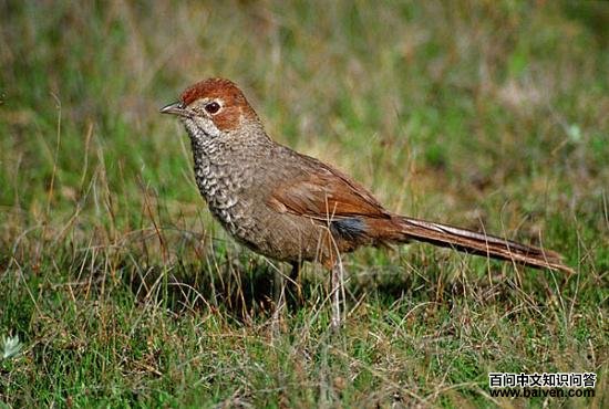 �̳��ݺ��ͼƬ