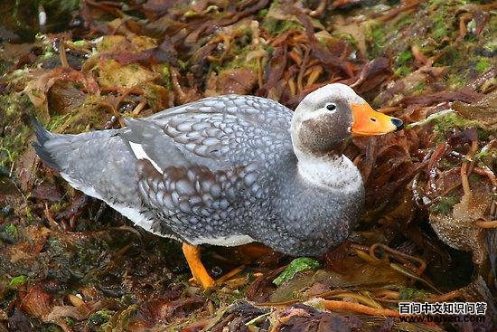 短翅船鸭 短翅船鸭的图片