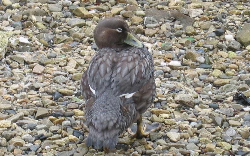 �̳ᴬѼ����Ѽ