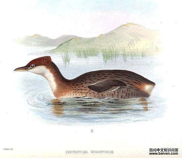 �̳��G�f��ͼƬ