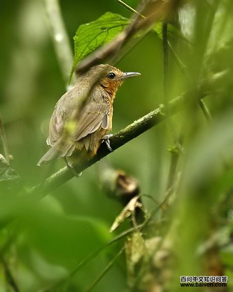 �������ͼƬ