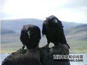 �����ϵ���ֻ�׶�ѻ