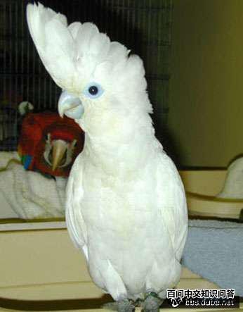 ���Ϸ�ͷ����