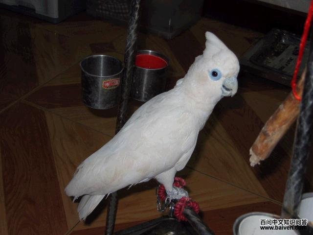 ���Ϸ�ͷ����