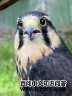 ���������\��ͼƬ