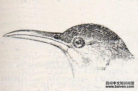 杜氏百灵 杜氏百灵的图片