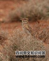 ���ϰ���