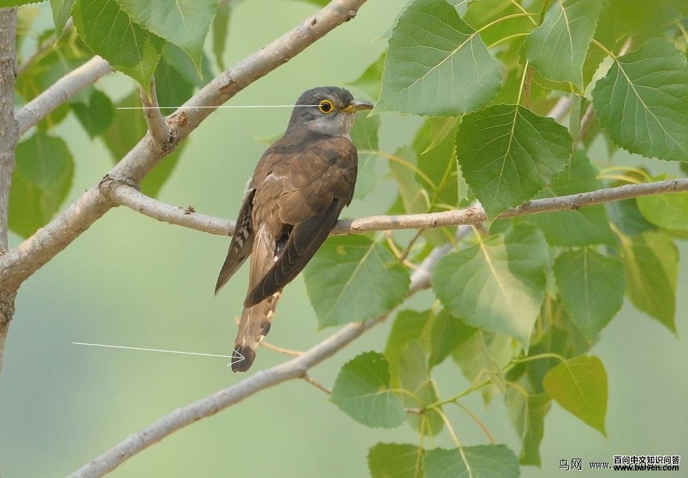 �����ž�