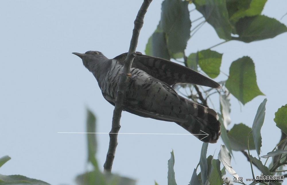 �����ž�