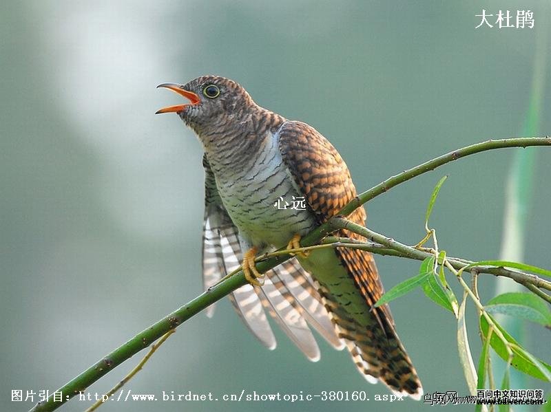 ��ž飺��Ե��ɫ�к�ɫ��ߣ����¸�������Ժ��