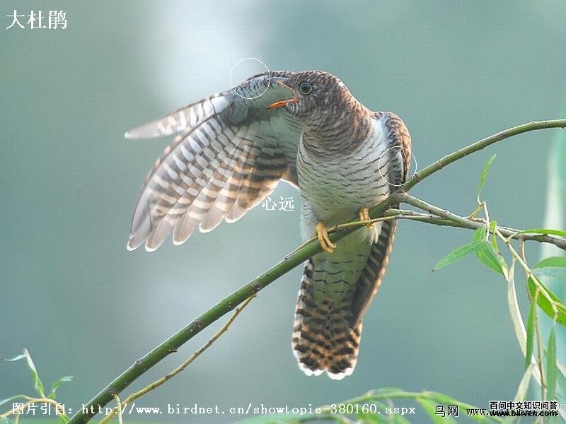 ��ž飺��Ե��ɫ�к�ɫ��ߣ����¸�������Ժ��