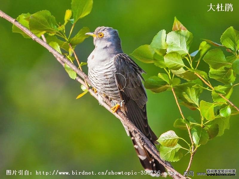 ��ž飺��Ե��ɫ�к�ɫ��ߣ����¸�������Ժ��