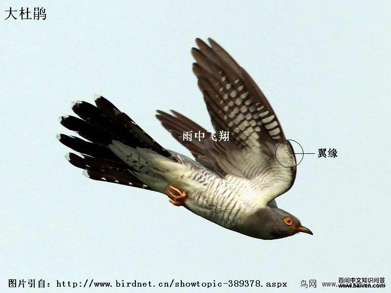 ��ž飺��Ե��ɫ�к�ɫ��ߣ����¸�������Ժ��